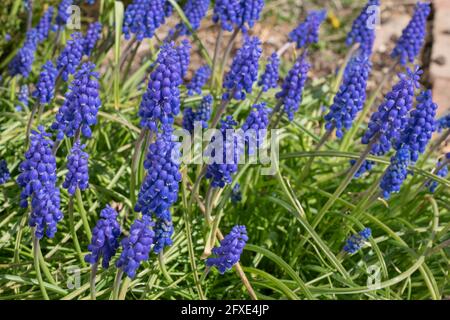 Blaue Traubenhyazinthe (Muscari armeniacum) blüht an einem sonnigen Frühlingstag. Stockfoto