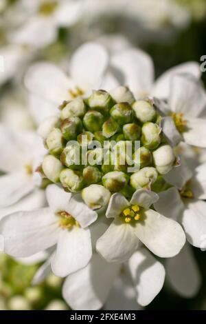 Weiss Bluhenden Immergrunen Candytuft Eine Mehrjahrige Pflanze Der Brassicaceae Familie Stockfotografie Alamy