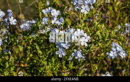 Blühender Imperial Blue Plumbago Baum in Los Angeles, Südkalifornien Stockfoto