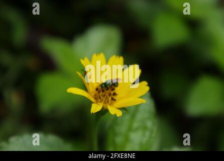 Seitenansicht einer metallisch grünen Schweißbiene, die sich ernährt Eine gelbe Blume Stockfoto