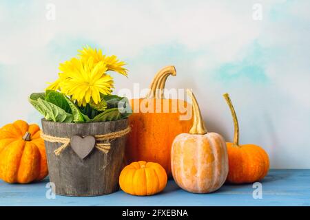 Kürbis, Kürbis und Blumen. Schöne Komposition von gelben Blumen in hölzernen Blumentopf und Gemüse Nahaufnahme auf blauem Holzhintergrund Stockfoto