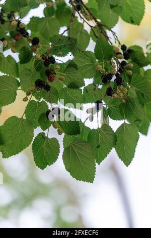 Vertikale Aufnahme von reifenden Maulbeeren auf einem Baum Stockfoto