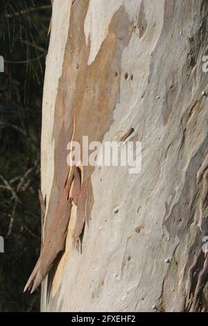 Rinde auf dem Stamm eines Eucalyptus tereticornis-Baumes (Forest Red Gum). Eine häufige Eukalyptusart in NSW, Australien Stockfoto