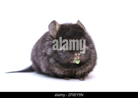 Niedliche graue Chinchilla frisst auf weißem Hintergrund. Zuhause pelzigen Tier von Nagetieren. Stockfoto