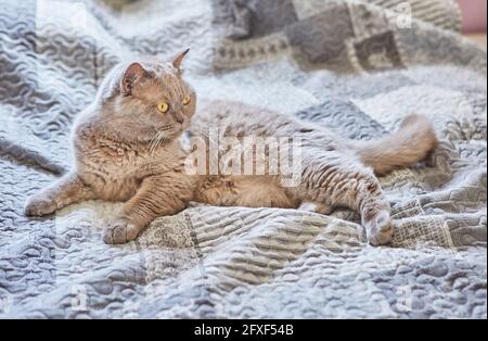 Die britische Kurzhaarkatze sitzt zu Hause auf dem Bett Stockfoto
