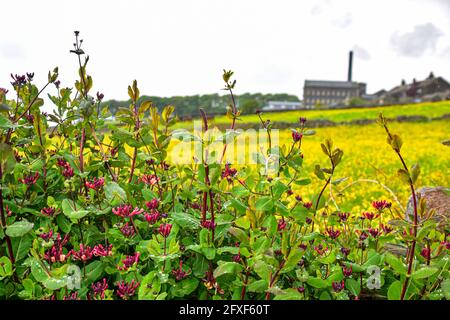 Old Town Mill, Mitchell Mill durch Buttercup Meadow, Hebden Bridge, Calderdale, West Yorkshire Stockfoto