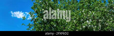 Blühender Apfelbaum am blauen Himmel. Stockfoto