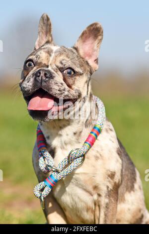 Junge fröhliche Merle-farbige französische Bulldogge mit gesprenkelten Flecken Die Zunge ragt heraus Stockfoto