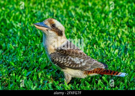 Ein freundlicher Kookaburra auf dem Rasen ist es ein Australier Heimischer Vogel Stockfoto