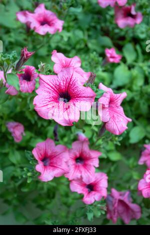 Wunderschöne Petunia Surfinia Rosa Vene, violette und violette Surfinia Blumen oder Petunia im Garten. Stockfoto