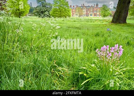 Ein Klumpen rosa spanischer Bluebells (Hyacinthoides hispanica) auf dem Gelände an der Südfassade des Sandringham House, des Landhauses der Königin von England Stockfoto