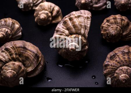 Muster aus Muscheln von Rapanen auf Schwarz Stockfoto