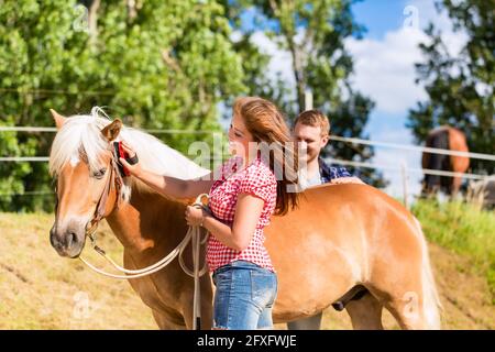 Paar Kämmen Pferd auf Ponyhof Stockfoto