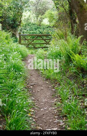 Waldspaziergang mit wilden Blumen. Whiteford, Gower Peninsula, Wales, Großbritannien Stockfoto