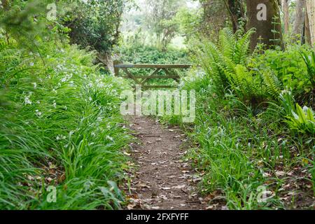 Wanderweg in Wäldern auf einem Naturlehrpfad mit wilden Blumen. Whiteford, Gower Peninsula, Wales, Großbritannien Stockfoto