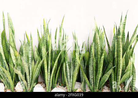 Büsche der Sansevieria trifasciata Pflanze, die an einer weißen Wand wächst. Außendekoration. Stockfoto