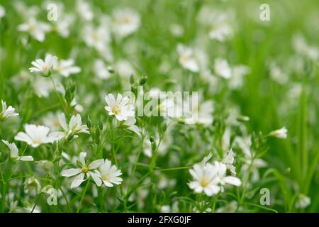 Schönes Feld von weißen Frühlingsblumen Rabelera holostea, bekannt als größere Stichkraut, größere Sternwürze und Beißfleisch, Nahaufnahme Frühlingshintergrund Stockfoto