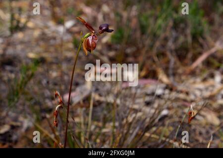 Die bemerkenswerte Orchidee Caleana Major, die große fliegende Entenorchidee, die einer Ente im Flug ähnelt, in der natürlichen Umgebung Tasmaniens Stockfoto