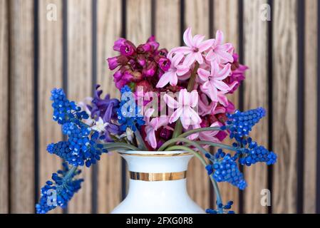 Sanfte Muscari und Hyazinthe erste Frühlingsblumen in Vase Stockfoto