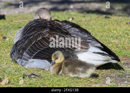 Poole, Dorset, Großbritannien. Mai 2021. Wetter in Großbritannien. Eine Greylag-Gans mit ihrem Gänse, die morgens im Poole Park in Poole in Dorset die warme Sonne genießt. Bildnachweis: Graham Hunt/Alamy Live News Stockfoto