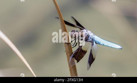 Witwe Skimmer Libelle erwachsenen Mann auf Wassergras Stem thront. Foothills Park, Santa Clara County, Kalifornien, USA. Stockfoto