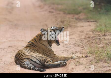 Erwachsener männlicher bengalischer Tiger, der auf der Safari-Strecke sitzt und im Bandhavgarh Tiger Reserve, Madhya Pradesh, Indien, gähnt Stockfoto