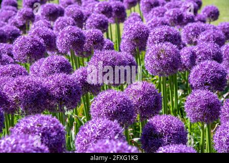 Nahaufnahme von bunten, violetten Blüten von Pom-Pom oder Allium Im Freien in einem Garten oder Park im Frühjahr in einem Vollformatansicht Stockfoto
