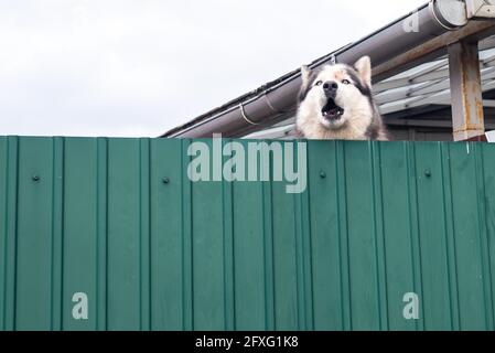 Husky Hund bellt mit Blick über grünen Metallzaun in der Nähe der Hütte Stockfoto