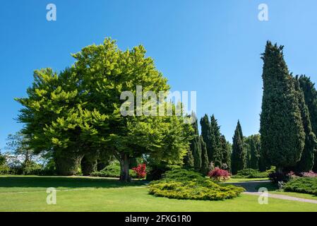 Idyllische Sommer- oder Frühlingsszene mit grünem Gras und Bäume wachsen in einem sonnigen Park gegen klaren blauen Himmel Für den Kopierbereich Stockfoto