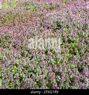 Wilde Wiese, die am Frühlingstag von purpurnen Blumen überwuchert wurde Stockfoto