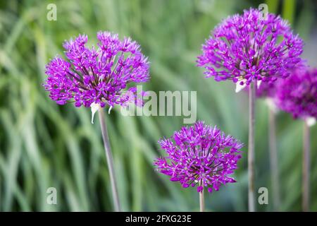 Lila dekorativ blühenden Knoblauch Allium ist eine Gattung von monokotyledonous Blühende Pflanzen, die Hunderte von Arten umfasst Stockfoto