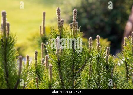 Junge Kiefernknospen im Frühling. Pinus sylvestris, pinus nigra, Bergkiefer. Pinus Baum an einem sonnigen Frühlingstag Stockfoto