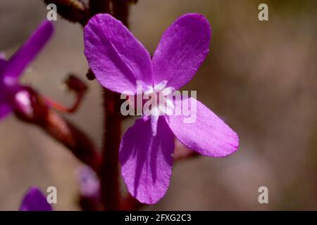 Nahaufnahme der australischen Wildblume Stylidium graminifolium, der Grastriggerpflanze, schmetterlingsförmige rosa Blume, nach hinten gebogene Blütensäule, Tasmanien Stockfoto