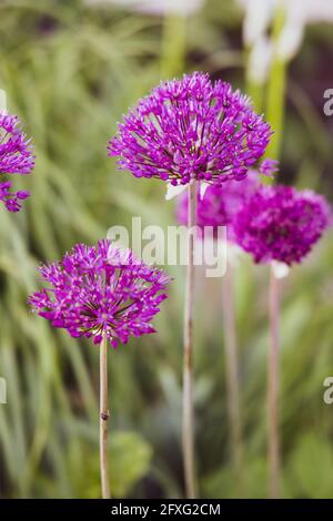 Lila dekorativ blühenden Knoblauch Allium ist eine Gattung von monokotyledonous Blühende Pflanzen, die Hunderte von Arten umfasst Stockfoto