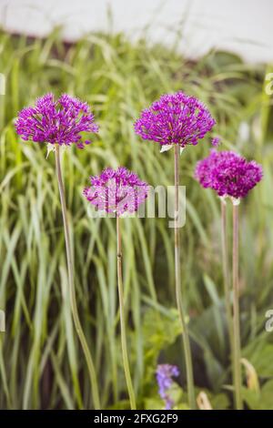 Lila dekorativ blühenden Knoblauch Allium ist eine Gattung von monokotyledonous Blühende Pflanzen, die Hunderte von Arten umfasst Stockfoto