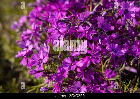 Blten von Phlox subulata 'Atropurpurea' (kriechender Phlox) im Garten  Anfang Juni. Leuchtend lila Teppich blht an einem sonnigen Tag  Stockfotografie - Alamy