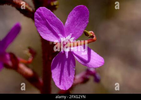 Nahaufnahme der australischen Wildblume Stylidium graminifolium, der Gras-Triggerpflanze, schmetterlingsförmige rosa Blume mit gebrannter Blütensäule, Tasmanien Stockfoto