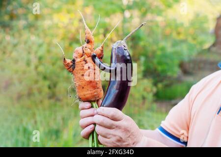 Lustige mutierte Aubergine und eine ungewöhnlich geformte Karotte wuchsen im Garten auf. Ein Mann hält komisches, deformierte Gemüse in den Händen. Stockfoto