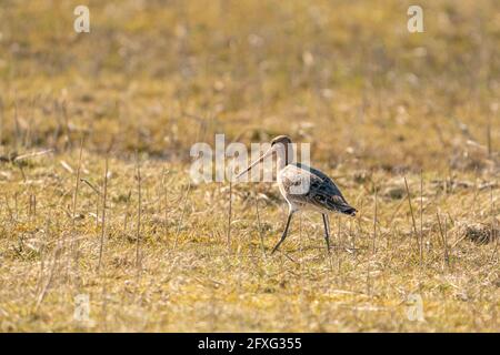 Männlicher Schwarzschwanz-Godwit, der auf Gras und Schilf steht. Auf der Suche nach Nahrung beim Gehen, goldene Farben Stockfoto