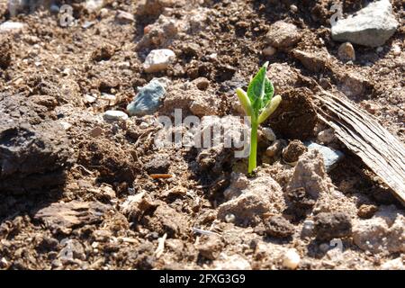 Bohnensamen knacken das Land, um aus dem Boden zu kommen Eine Farm Stockfoto