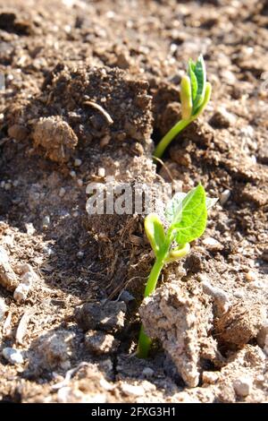 Bohnensamen knacken das Land, um aus dem Boden zu kommen Eine Farm Stockfoto