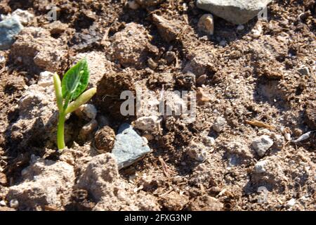 Bohnensamen knacken das Land, um aus dem Boden zu kommen Eine Farm Stockfoto