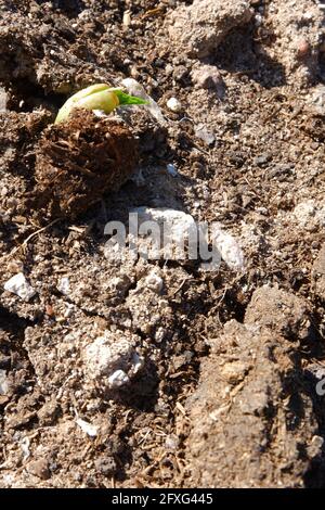 Bohnensamen knacken das Land, um aus dem Boden zu kommen Eine Farm Stockfoto