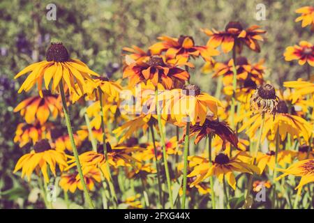 Vintage-Foto von Rudbeckia Blumen im Sommergarten. Sepia-Effekt. Sommer Blumen Hintergrund mit selektivem Fokus. Stockfoto