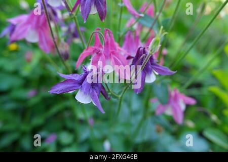 Aquilegia columbine Blume. Rosa, lila und weiße Blüten Stockfoto