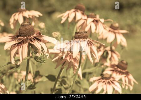 Vintage-Foto von Rudbeckia Blumen im Sommergarten. Sepia-Effekt. Sommer Blumen Hintergrund mit selektivem Fokus. Stockfoto