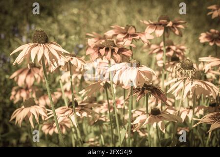 Vintage-Foto von Rudbeckia Blumen im Sommergarten. Sepia-Effekt. Sommer Blumen Hintergrund mit selektivem Fokus. Stockfoto