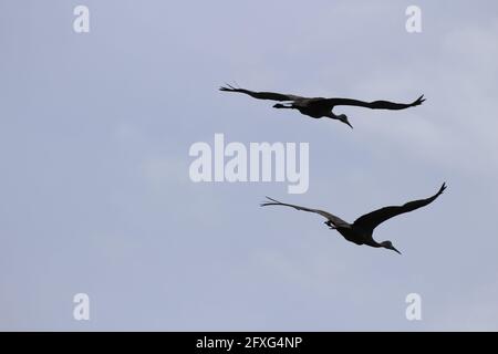 Low-Angle-Aufnahme von zwei schönen Kranichen, die in den düsteren Himmel fliegen Stockfoto