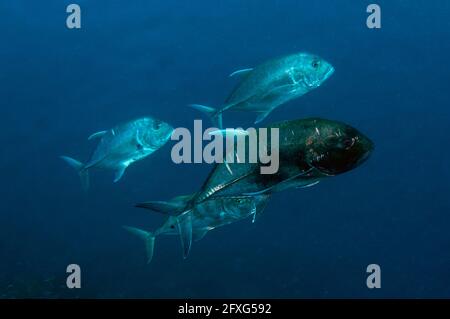 School of Giant Trevally, Caranx ignobilis, Nudi Rock Tauchplatz, Fiabacet Island, Raja Ampat, West Papua, Indonesien Stockfoto