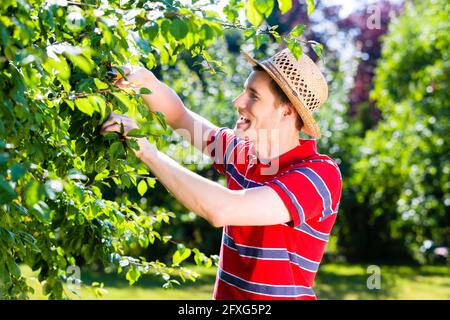 Mann beschneiden Baum im Obstgarten Stockfoto